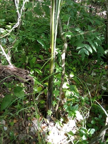 Roystonea regia - Leaves