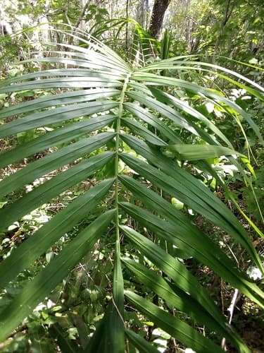 Roystonea regia - Whole tree