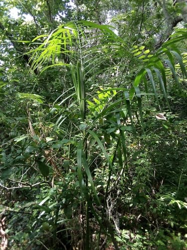 Roystonea regia - Flowers