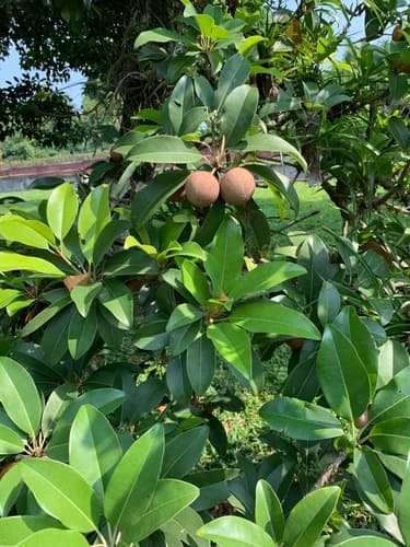 Sapodilla fruit