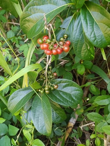 Cordia collococca - Leaves