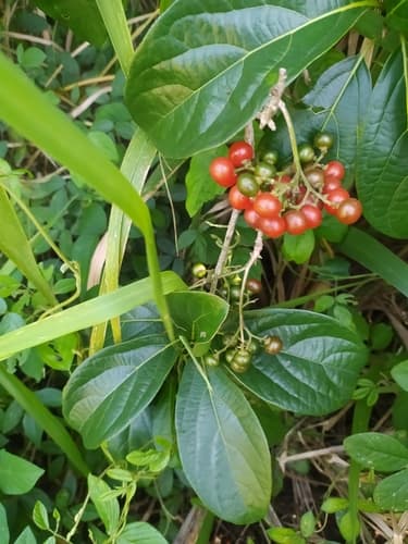 Cordia collococca - Whole tree