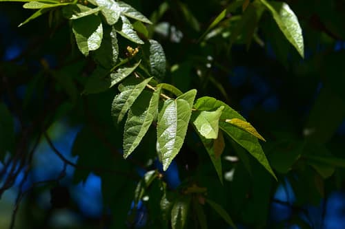 Guazuma ulmifolia - Whole tree