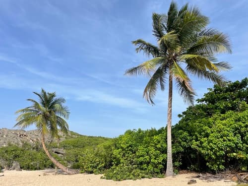Cocos nucifera - Leaves
