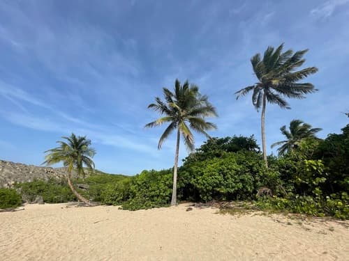 Cocos nucifera - Whole tree