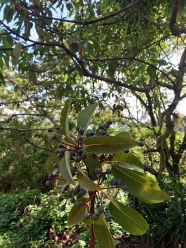 Persea caerulea - Whole tree