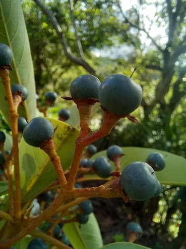 Persea caerulea - Leaves