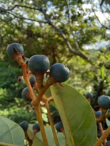 Persea caerulea - Whole tree