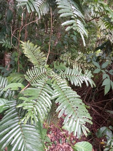 Pentaclethra macroloba - Leaves