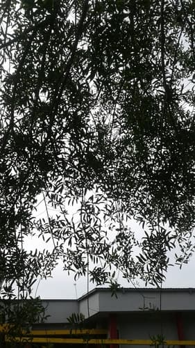 Sapium glandulosum - Whole tree