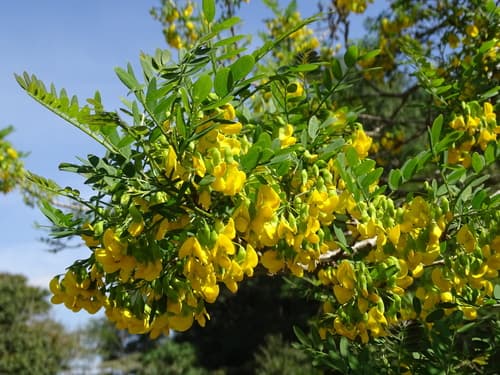 Diphysa americana - Whole tree