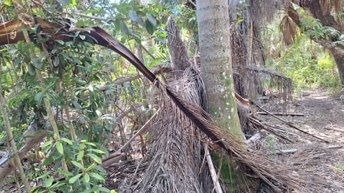 Roystonea regia - Whole tree