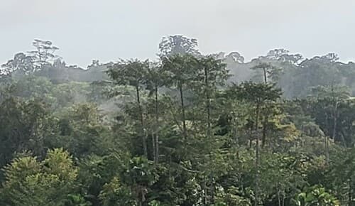 Symphonia globulifera - Leaves