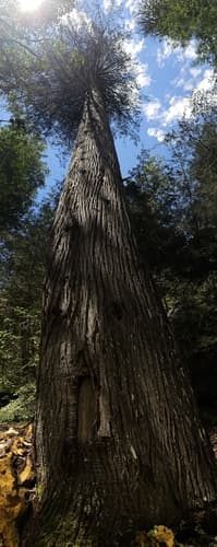 Cupressus lusitanica - Whole tree