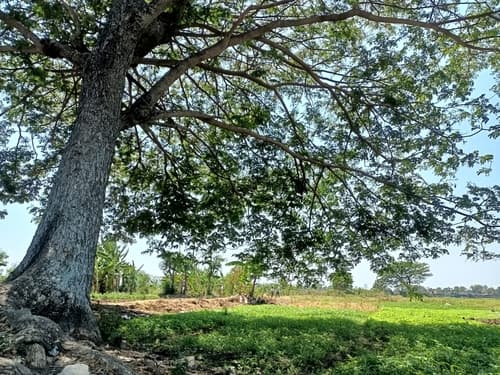 Cenízaro pink flowers