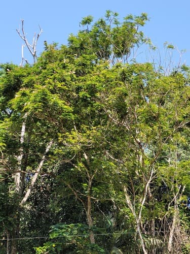 Pentaclethra macroloba - Whole tree