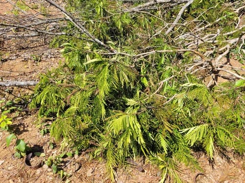 Pentaclethra macroloba - Whole tree