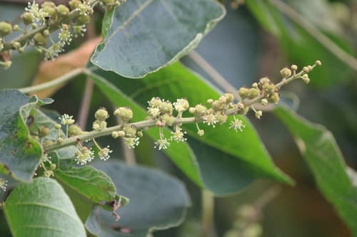 Croton draco - Whole tree