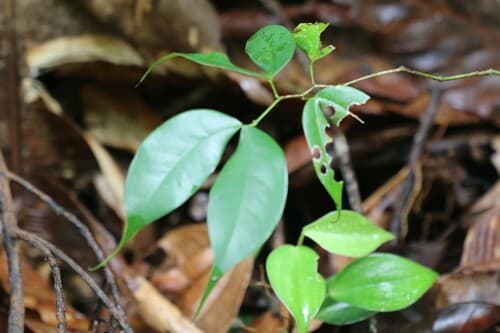 Peltogyne purpurea - Whole tree