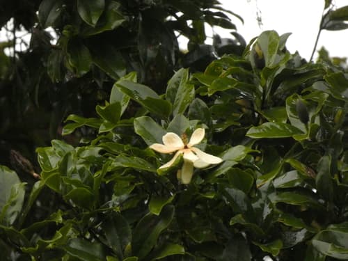 Magnolia poasana