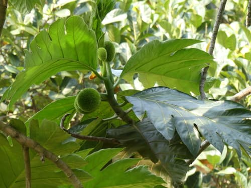 Artocarpus altilis - Leaves