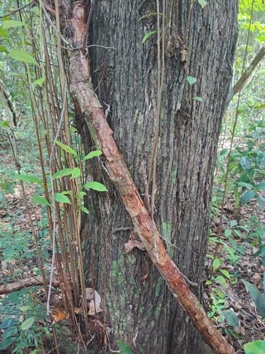 Terminalia amazonia - Habitat