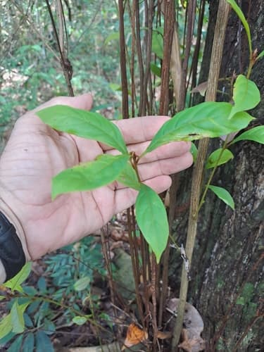 Terminalia amazonia - Leaves