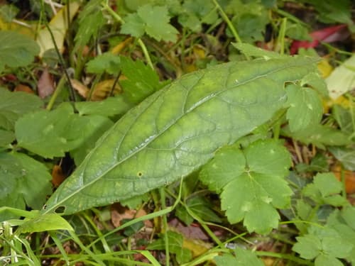 Persea americana - Whole tree