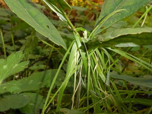 Persea americana - Whole tree