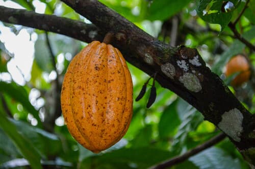 Theobroma cacao - Leaves