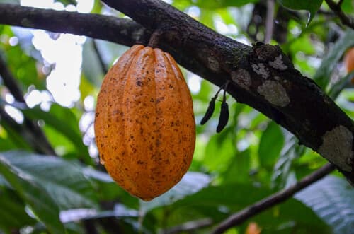 Theobroma cacao - Whole tree