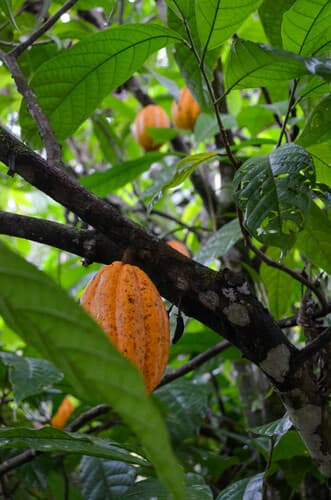Theobroma cacao - Leaves