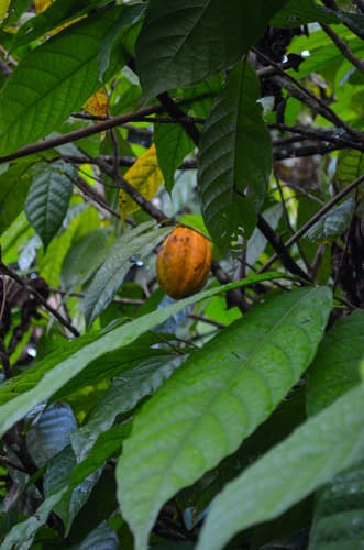 Theobroma cacao - Whole tree