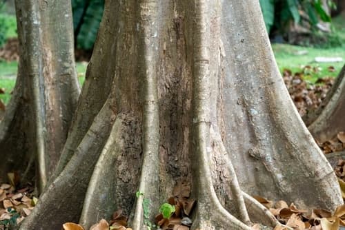 Sterculia apetala - Leaves