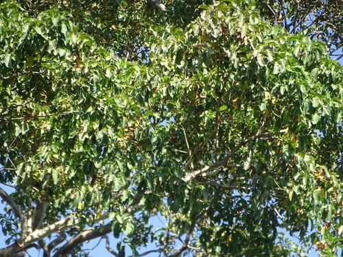 Terminalia oblonga - Whole tree