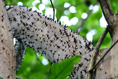 Javillo spiny trunk