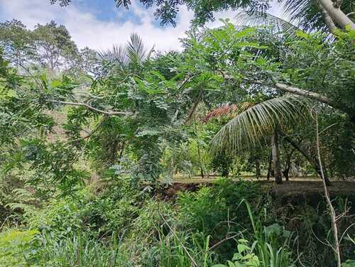 Spondias purpurea - Whole tree