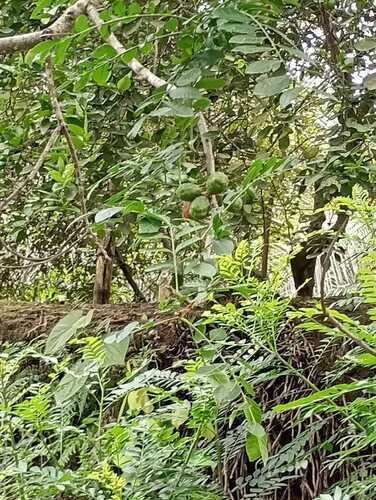 Spondias purpurea - Leaves