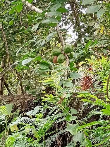 Spondias purpurea - Leaves