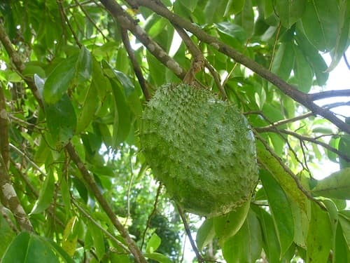 Annona muricata