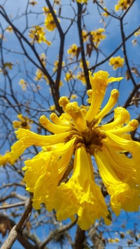 Close-up of Corteza Amarilla trumpet-shaped flowers