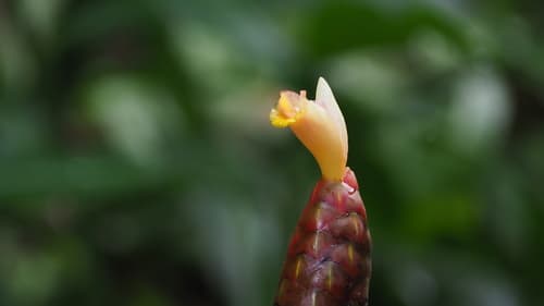 Costus spicatus - Whole tree
