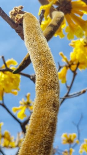 Corteza Amarilla in full bloom with golden-yellow flowers