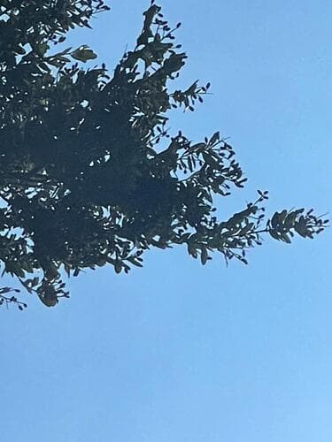 Licania arborea - Whole tree