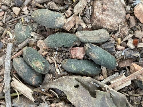 Licania arborea - Fruit