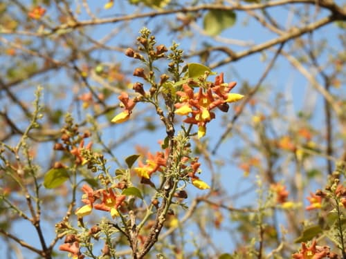 Gmelina arborea - Leaves