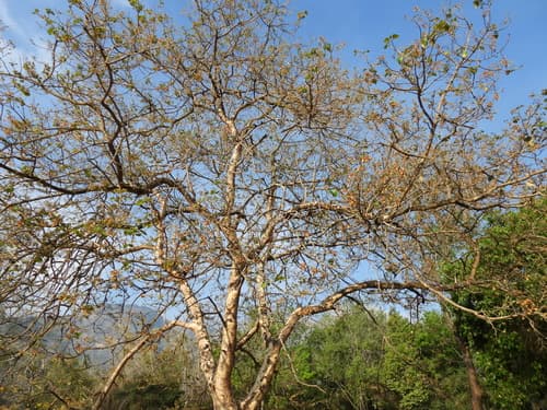 Gmelina arborea - Whole tree