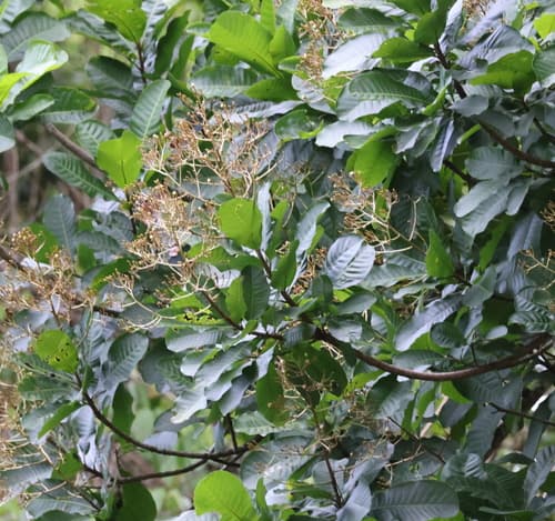 Massive Espavel tree with buttress roots