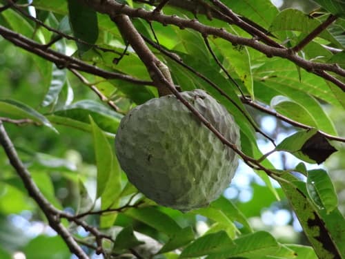 Annona reticulata