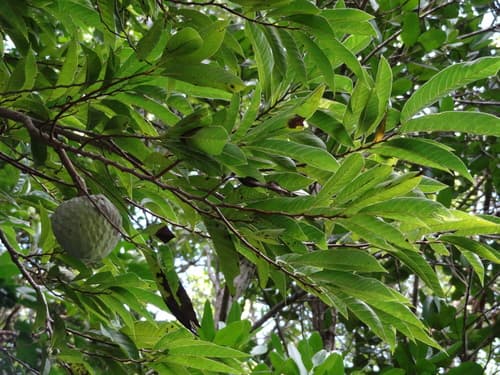 Annona reticulata